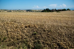 UK food prices face fresh squeeze as heatwaves and drought threaten European harvests farmers field in a heatwave