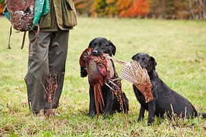 A Game Keeper with two Black Labradors c..........