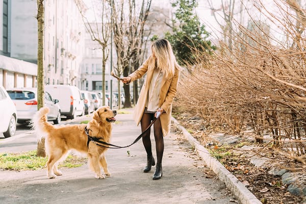 Top tips: Keeping your pets happy on 'back to school' days and dark winter nights - London Business News | Londonlovesbusiness.com