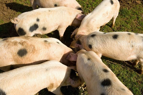 Food giants warn Burnham UK is ‘dangerously exposed' to food shocks