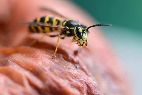 London homes under attack from wasps and flies as temperatures rise - London Business News | Londonlovesbusiness.com