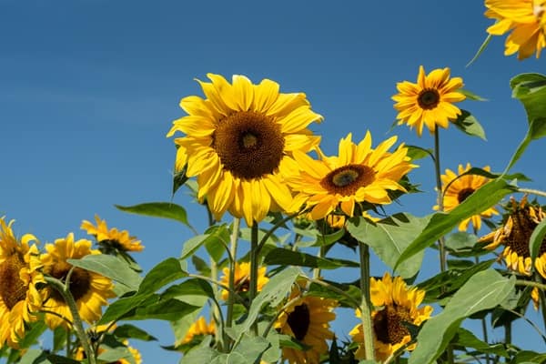 High pressure brings settled spell to UK with sunshine by day, frost by night - London Business News | Londonlovesbusiness.com