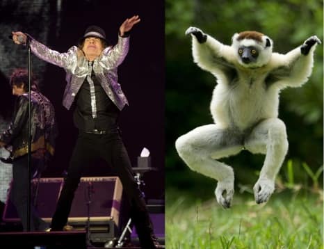 Monkey that moves like Mick Jagger