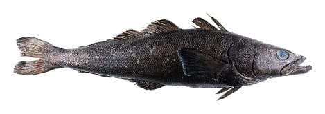 Patagonian Toothfish.