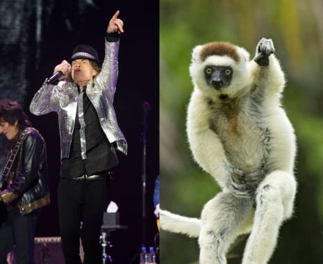 Monkey that moves like Mick Jagger