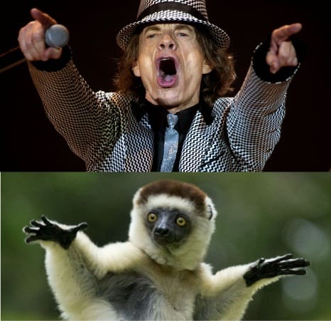 Monkey that moves like Mick Jagger