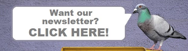 Homepage+newsletter+push+-+pigeon