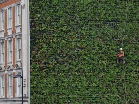 The Living Wall in Victoria, London