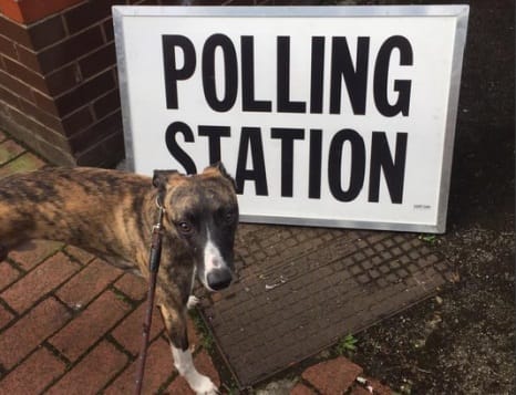 Polling Station dog photo Arran Cross
