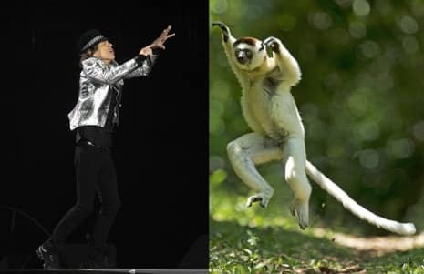Monkey that moves like Mick Jagger