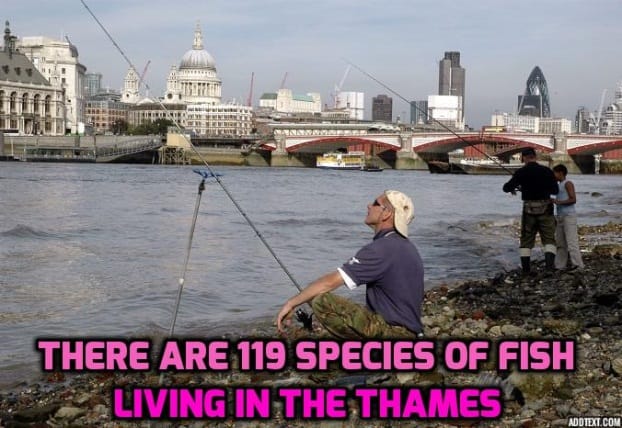  There are 119 species of fish living in the Thames