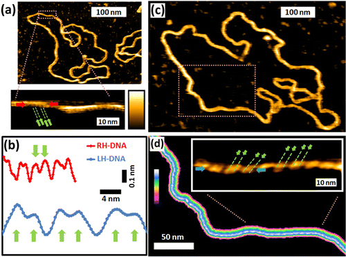 DNA Double Helix image