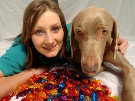 Quality Street Dog