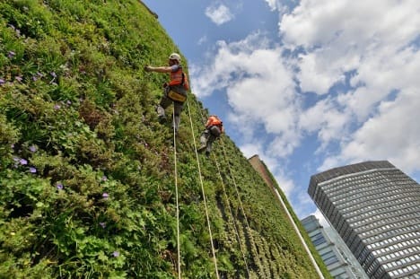 The Living Wall in Victoria, London