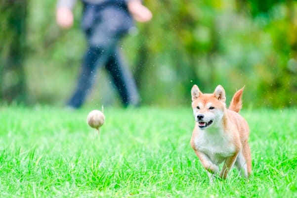 The benefits of raw dog food and why more pet owners are making the switch – London Business News | London Wallet