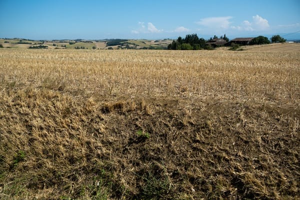 UK food prices face fresh squeeze as heatwaves and drought threaten European harvests - London Business News | Londonlovesbusiness. com
