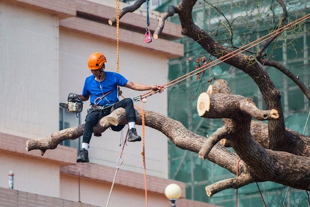 A UK tree surgeon at work with safety equipment in woodland