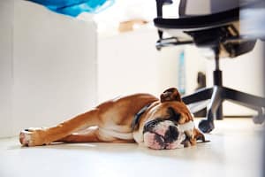 Why 73% of execs now bring family, friends and even pets on work trips bรผro,schlafen,hund,bรผrohund,bรผros,schlaf,schlafend,hunde *** office,sleeping,dog,office dog,offices,sleep,to be asleep,t