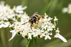 Summer in Baden-Württemberg