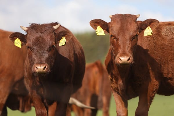 Shocking Discovery: Mad Cow Disease on Farm!