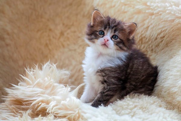 Petpals Sparks Unprecedented Growth and Success at Annual Franchisee Conference