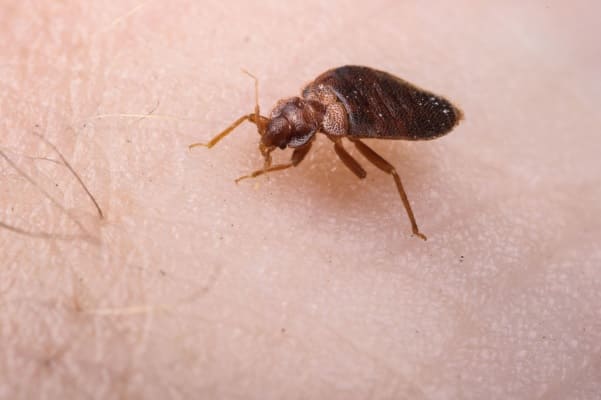 £3M Raised by Pest Detection Firm as Bed Bug Crisis Escalates