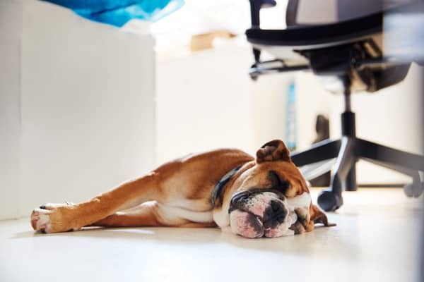 Why 73% of execs now bring family, friends and even pets on work trips – London Business News | Londonlovesbusiness.com