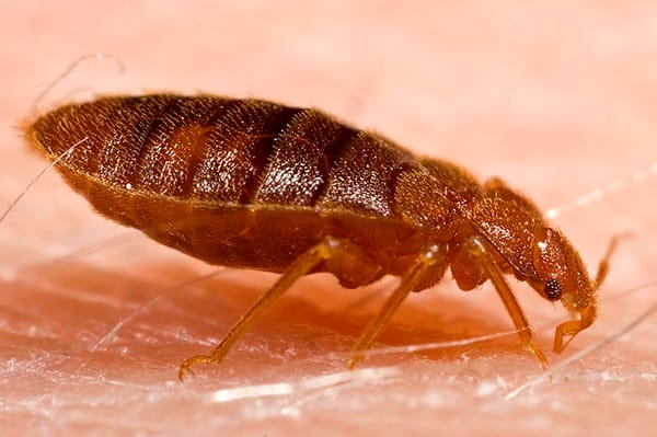 Bed bug battles: Winning with smart treatment tactics - London Business News | Londonlovesbusiness.com