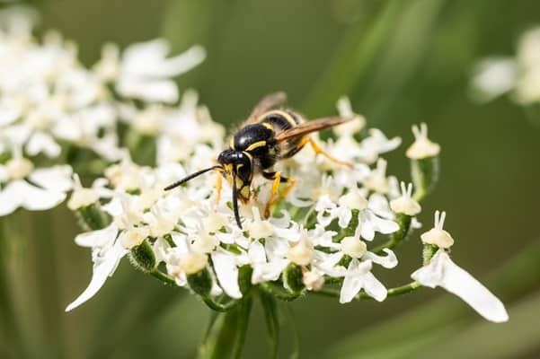Warm weather spells strong summer for wasps – London Business News | Londonlovesbusiness.com