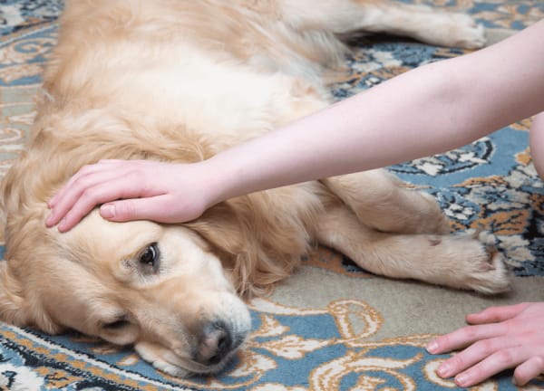 Nine out of 10 UK pet owners prefer their pets to spend their final moments at home, survey finds – London Business News | London Wallet