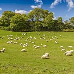 Expert tips for starting a farming business in the UK Expert tips for starting a farming business in the UK