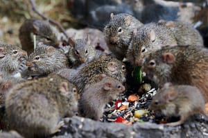 Grass rats