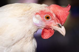 Association “Save the chicken” takes over laying hens