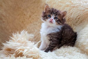 Tabby and white kitten sitting on sheepskin rug in studio