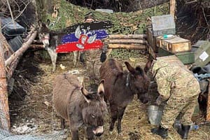 Russian Army using donkeys x