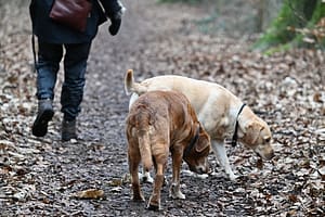Dog tax