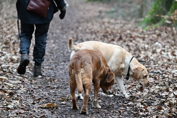 Thinking About Getting a Pet? Remember: Your Essential Household Bill Could Rise 10%