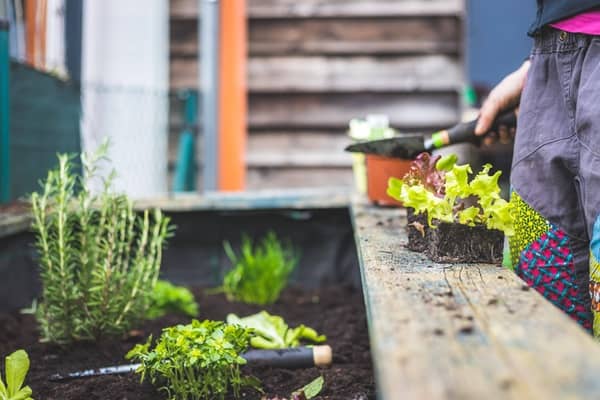 Tips for reducing plastic usage in your garden – London Business News | Londonlovesbusiness.com