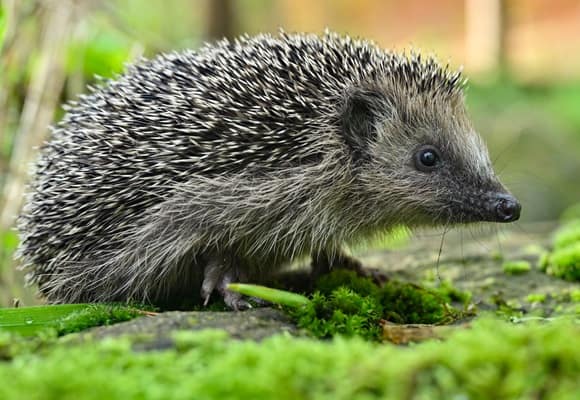 Conservationists warn hedgehogs are listed as ‘near threatened’ and risk extinction – London Business News | Londonlovesbusiness.com