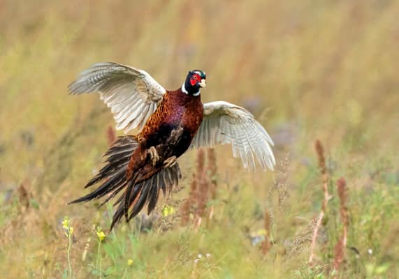 England hit with the most serious outbreak of bird flu – London Business News | Londonlovesbusiness.com