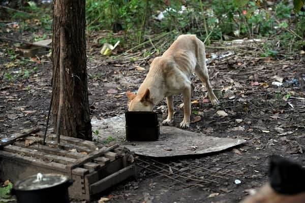 Russia discussed plans ‘to educate dogs’ to become suicide bombers ‘to blow up tanks’ in Ukraine to bolster their forces – London Business News | Londonlovesbusiness.com