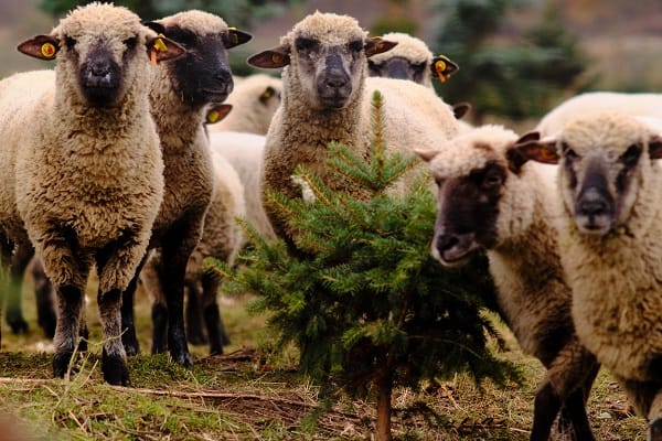 Small business growth forecasts in agricultural sector hit three-year high Small business growth forecasts in agricultural sector hit three-year high